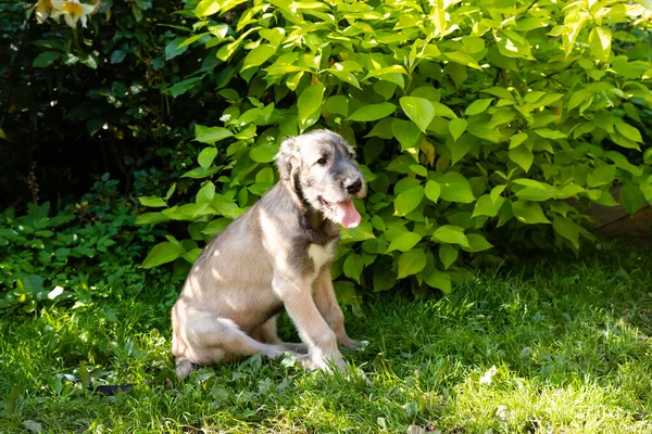 Três meses de idade irlandês wolfhound no jardim.O cachorro da raça o Wolfhound irlandês repousa sobre uma grama verde no quintal. — Fotografia de Stock