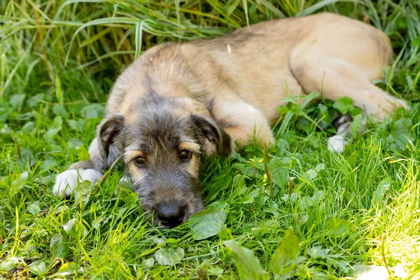 Três meses de idade irlandês wolfhound no jardim.O cachorro da raça o Wolfhound irlandês repousa sobre uma grama verde no quintal. — Fotografia de Stock