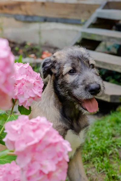 三个月大的爱尔兰狼犬在花园里呆着。爱尔兰狼犬的幼犬栖息在院子里的绿草上. — 图库照片