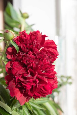 Bahçe masasında leylak rengi şakayıklar.