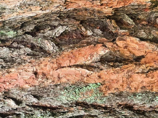 Pine tree bark.suddig trästruktur. Fragment av trädstam med bark.natural tree bark, abstrakt bild. selektivt fokus. — Stockfoto