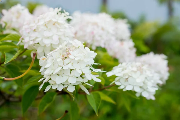 Hydrangea arborescens Annabelle 흰 공 여름 꽃. 정원의 꽃. 화창 한 날에는 히드라게아 매 그 필라 꽃이 핀다. — 스톡 사진