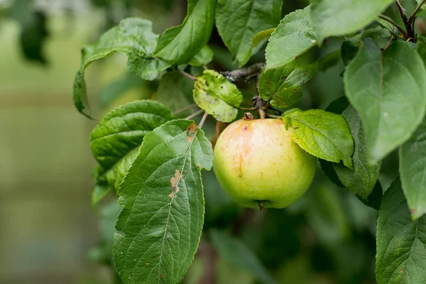 Manzanas frescas y jugosas madurando en la rama del manzano. Frutas ecológicas en el jardín casero.Maduración de manzanas jóvenes en las ramas. El jardín está creciendo. Tiempo de cosecha — Foto de Stock