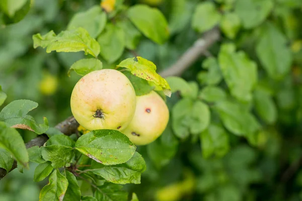 Manzanas frescas y jugosas madurando en la rama del manzano. Frutas ecológicas en el jardín casero.Maduración de manzanas jóvenes en las ramas. El jardín está creciendo. Tiempo de cosecha — Foto de Stock
