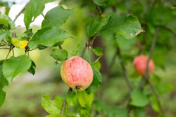 Frutti freschi e succosi che maturano sul ramo di melo. Frutta biologica in casa giardino.Mele verdi con strisce rosa che crescono su una colonna melo — Foto Stock