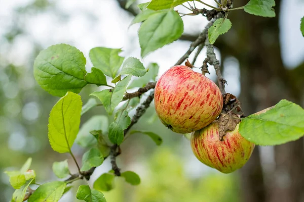 Frutas frescas jugosas que maduran en la rama del manzano. Frutas orgánicas en el jardín casero.Manzanas verdes con rayas rosadas que crecen en un manzano de columna — Foto de Stock