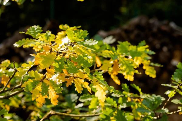 Autunno sfondo fogliame. Foglie colorate nella giornata di sole, scena del parco. foglie di quercia verde e giallo. foglie di quercia dorata di alberi a sfondo colorato parco autunnale, tempo soleggiato — Foto Stock