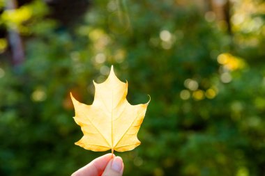 Kadın eli, doğaya karşı çok renkli akçaağaç yaprağını tutarken arka planı güneş ışınlarıyla bulanıklaştırdı. Sonbahar sezonu. Parkta ılık bir sonbahar günü. Parkta parlak bir yaprak ve güneş ışığı.