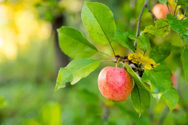 Mele rosse su un ramo con gocce di pioggia, pronte per essere raccolte. Focus selettivo.Mele biologiche fresche e succose pronte per il raccolto nel frutteto della piantagione di mele. — Foto Stock