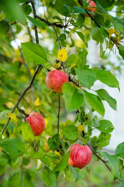 Manzanas rojas en una rama con gotas de lluvia, listas para ser cosechadas. Manzanas orgánicas frescas y jugosas listas para la cosecha en el huerto de manzanas. — Foto de Stock
