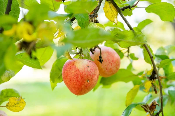 Manzanas rojas en una rama con gotas de lluvia, listas para ser cosechadas. Manzanas orgánicas frescas y jugosas listas para la cosecha en el huerto de manzanas. — Foto de Stock