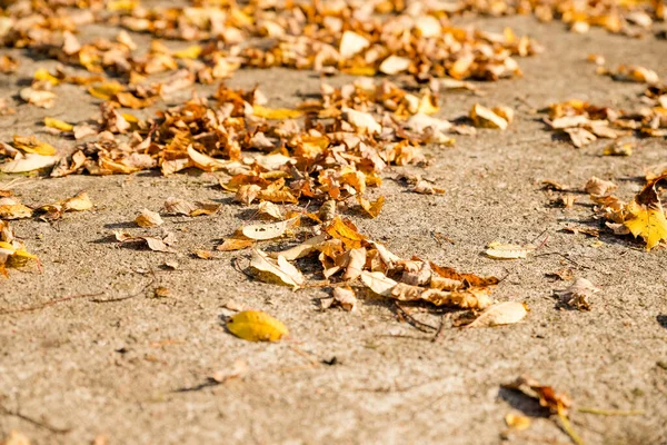 Paisaje de otoño en amarillo, camino de campo con hojas secas caídas en el bosque de otoño en el día soleado. Hojas rojas amarillas secas en la carretera en una piedra en un día soleado en otoño en octubre en un parque natural —  Fotos de Stock