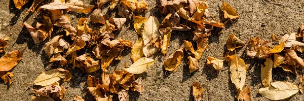 Jesienny krajobraz w żółty, wiejska droga z opadniętymi suchymi liśćmi w jesiennym lesie w słoneczny dzień. Suche żółte czerwone liście na drodze na kamieniu w słoneczny dzień jesienią w październiku w parku przyrody — Zdjęcie stockowe