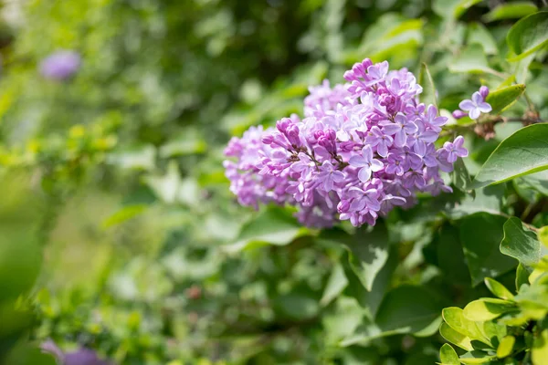 화창 한 봄날 정원에 라일락 나무가 피어 있다 .Purple lilac 숲 — 스톡 사진