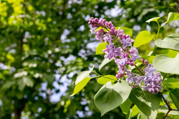 화창 한 봄날 정원에 라일락 나무가 피어 있다 .Purple lilac 숲 — 스톡 사진