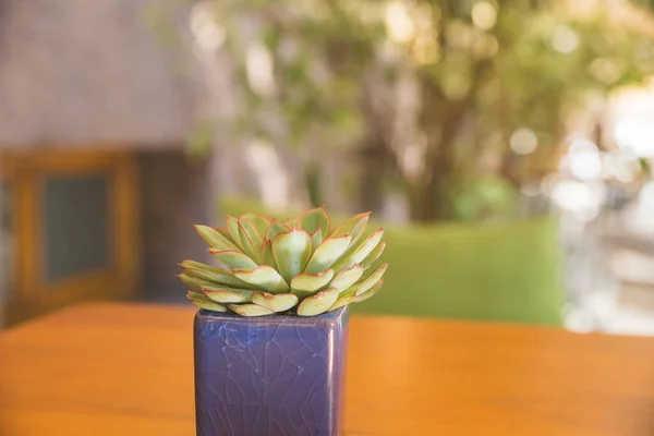 Mini pot tanah liat dari echeveria berbunga rumah yang lezat tanaman di meja kayu background.green tanaman sukulen dalam pot keramik — Stok Foto