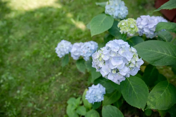 Muitas Flores Hortênsia Azul Crescendo Jardim Fundo Floral — Fotografia de Stock