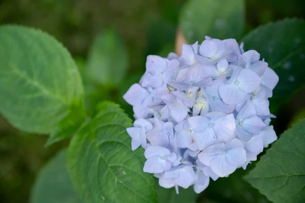 Многие Голубые Цветы Гипса Растущие Саду Цветочный Фон — стоковое фото