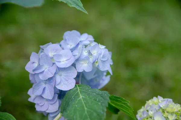 Buske av vackra blommande blå hortensia blomma i en trädgård.Många blå hortensia blommor som växer i parken, blommig bakgrund.Sommar season.Copy utrymme — Stockfoto