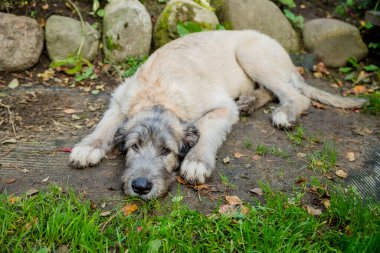 Yeşil çimlerin üzerinde yatan İrlandalı kurt köpeği. Bir köpek portresi. Bir yaz parkında İrlandalı bir kurt köpeği. Bahçede yatan bir köpek portresi.