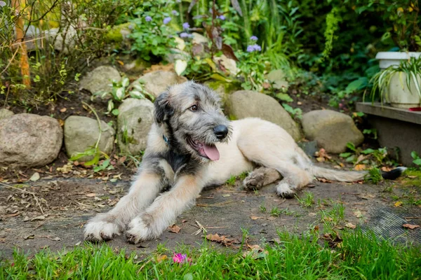 Ιρλανδέζικο κυνηγόσκυλο ξαπλωμένο στο πράσινο γρασίδι. Πορτρέτο ενός σκύλου ράτσα ιρλανδικό Wolfhound σε ένα καλοκαιρινό πάρκο φύσης.Πορτραίτο ένα ωραίο 1 έτους σκυλί που βρίσκεται στον κήπο — Φωτογραφία Αρχείου