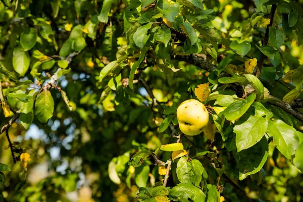 Colorido tiro al aire libre que contiene un montón de manzanas verdes en una rama. Recogida de manzana. Cosecha y manipulación Frutas ecológicas. — Foto de Stock