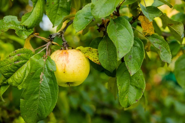 Colorful outdoor shot containing a bunch of green apples on a branch.Harvest Time Orchards. Apple picking. Harvesting and Handling Organic fruits. — Stock Photo, Image