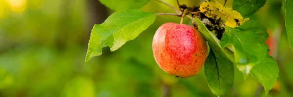 Kolorowe ujęcie na świeżym powietrzu zawierające kilka czerwonych jabłek na gałęzi. Zbieranie jabłek. Zbieranie i obchodzenie się z owocami organicznymi.baner internetowy — Zdjęcie stockowe