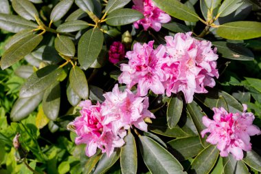İlkbaharda bahçede açan pembe rhododendron. Pembe renkli Satsuki açelya çiçeği Japonya 'da çiçekli süs bitkisidir.