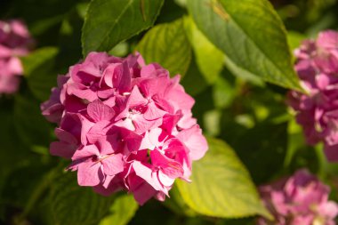 Yazın pembe çiçekler. Ortanca çiçeği güneşli bir günde açar. Çiçekli hortensiya bitkisi. Yaz bahçesinde çiçek açan çiçekler. Pembe ortanca çiçek açmış..