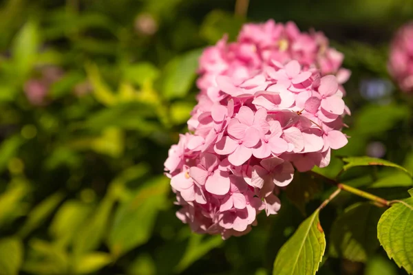 Rosa blommor på sommaren. Hydrangea blomma pÃ ¥solig dag. Blommande hortensia växt. Blommande blommor i sommarträdgården. Rosa hortensia i full blom. — Stockfoto