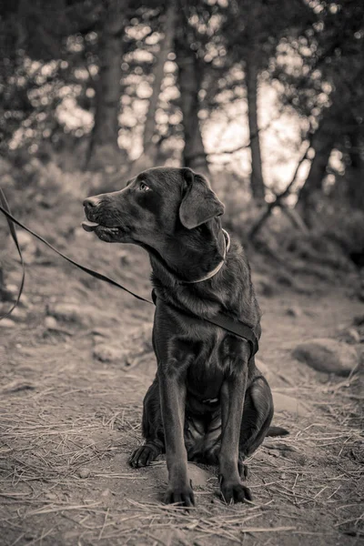 我的宠物巧克力拉布拉多犬看着我伸出舌头 同时摆出一副黑白照片的样子 — 图库照片