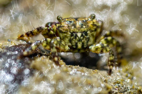 Liten Strandkrabba Som Rinner Runt Liten Bassäng Med Vatten Lågvatten — Stockfoto