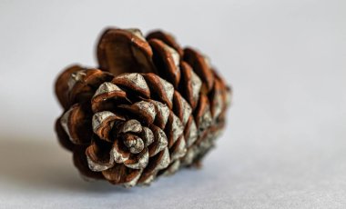 Çam kozalağında bulunan spiral şekle yakın çekim..