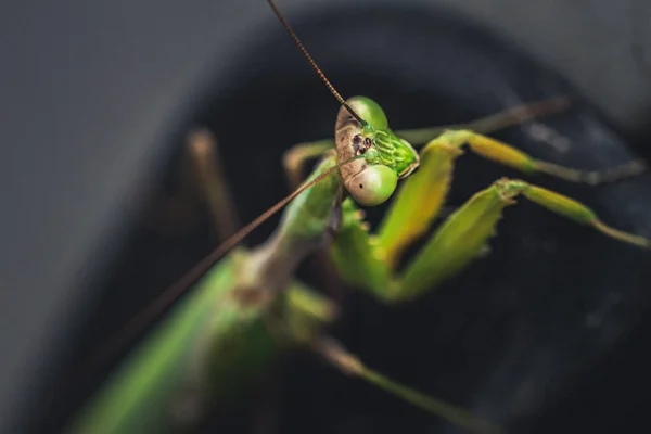 Una Imagen Una Mantis Religiosa Salvaje Descansando Coche — Foto de Stock