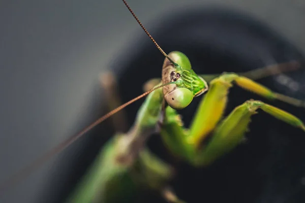 Una Imagen Una Mantis Religiosa Salvaje Descansando Coche Cerca — Foto de Stock