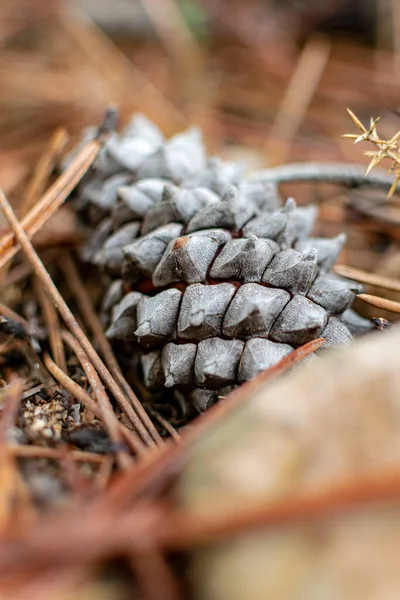 Immagine Ravvicinata Una Pigna Sul Pavimento Della Foresta Durante Inverno — Foto Stock