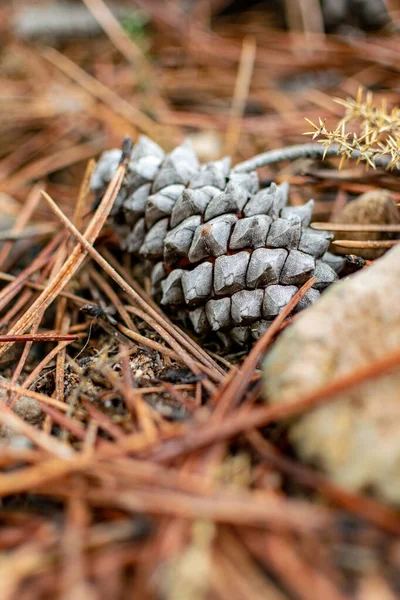 Uma Imagem Cone Pinho Chão Floresta Durante Nível Solo Inverno — Fotografia de Stock