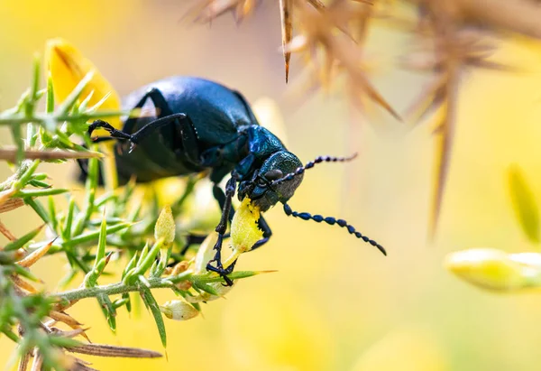 Una Imagen Escarabajo Aceite Negro Alimentándose Flores Frescas — Foto de Stock
