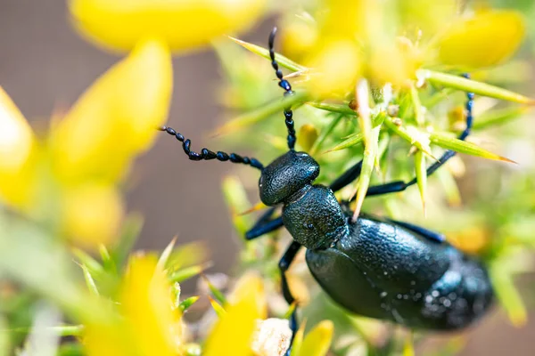 Escarabajo Aceite Negro Arrastrándose Por Las Flores Busca Comida — Foto de Stock