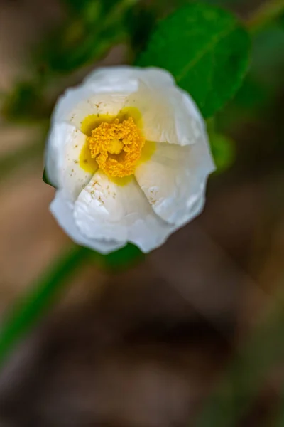在晨光下绽放花瓣的一朵圣叶岩石玫瑰 — 图库照片