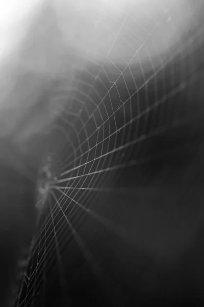 Ein Schwarz Weiß Makrobild Von Spinnennetzsträngen — Stockfoto