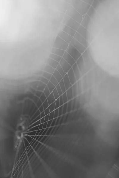 Una Imagen Macro Monocromática Hebras Tela Araña — Foto de Stock