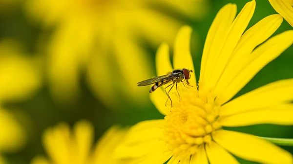 Macro Image Small Hoverfly Insect Resting Grey Leaved Euryops Flower — Φωτογραφία Αρχείου