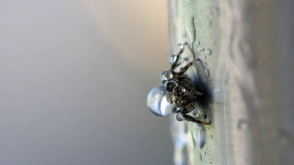 Makrobild Liten Spindel Täckt Regndroppar Som Sitter Ett Metallrör — Stockfoto