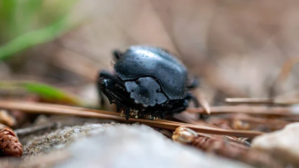 Una Imagen Macro Escarabajo Ciervo Arrastrándose Por Suelo Del Bosque — Foto de Stock