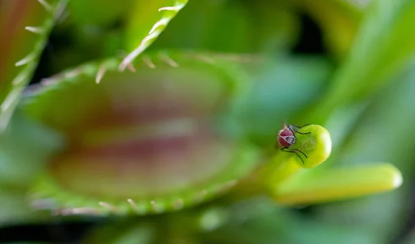 Una Imagen Macro Una Mosca Común Jugando Juego Peligroso Tomando — Foto de Stock