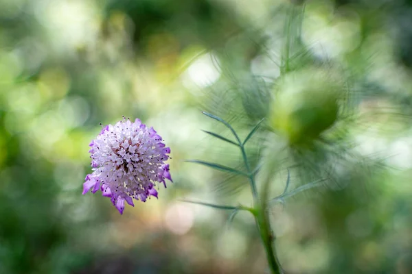 Çerçevenin Solunda Yeşil Arka Planı Olan Tek Bir Mor Çiçek — Stok fotoğraf