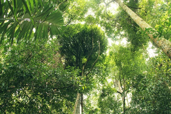 Regenwald — Stockfoto