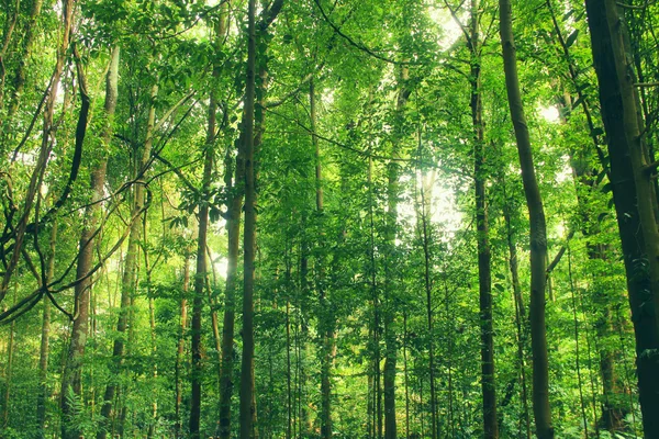 Rainforest — Stock Photo, Image